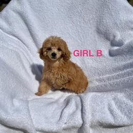 Toy Poodle Puppies Available in Fort Worth, tx