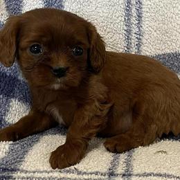 Cavapoo Puppies Available in Lancaster, wi