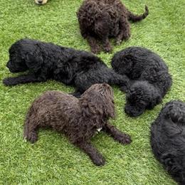 Goldendoodle puppies available for pickup on August 26th in Royal Oak, mi