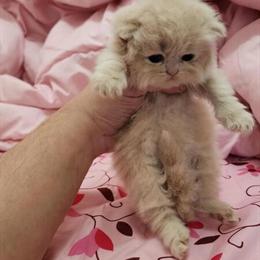 CFA Cream Female Persian Kitten Ready October 21st in Cleveland, oh