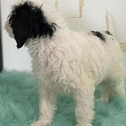 Cavapoo Puppy Available for Adoption in Lancaster, wi