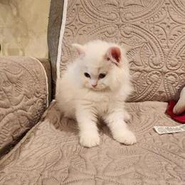 Persian Kittens - All White, Male and Female, Ready for Rehoming in Cleveland, oh