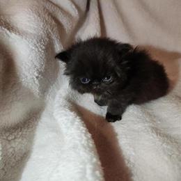 Black Male Persian Kitten Ready in February in Cleveland, oh