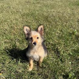 Pomeranian Female Puppy Ready for a New Home in Nashville, tn
