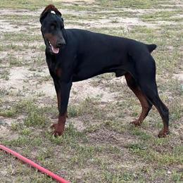 Doberman Zuko - 1.6 Years Old, Direct Import from Serbia in Charlotte, nc