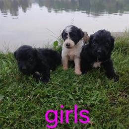 Mini Aussiedoodles - Only Two Left! in Ithaca, mi