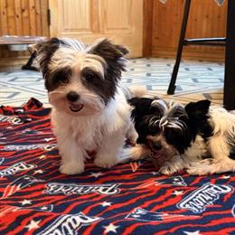 Yorkshire Terrier Puppies Available in Fall River, ma