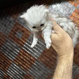 Show Quality Persian Kittens Available for Loving Homes in Lincolnwood, il