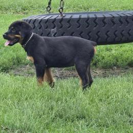 Male Rottweiler Puppy - 13 Weeks Old in Muncie, in