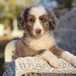 Mini Aussie Doodles Ready for New Homes in Raleigh, nc