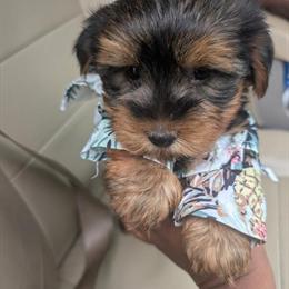 Yorkshire Terriers - Beautiful Teacup Puppies Ready Now in Raleigh, nc