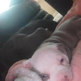 American Bully Puppies Available in El Paso in El Paso, tx