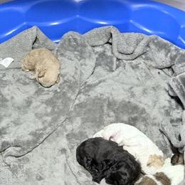 Shih Poo Puppies Ready for New Homes on December 7th in Detroit, mi