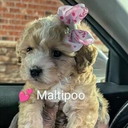 Maltipoo Puppy Ready for Adoption in Raleigh, nc