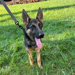 German Shepherd Female, 8 Months Old in Dayton, oh
