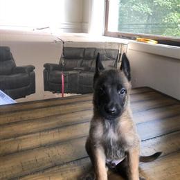 7 Week Old Belgian Malinois Puppies Available Now in Budd Lake, nj