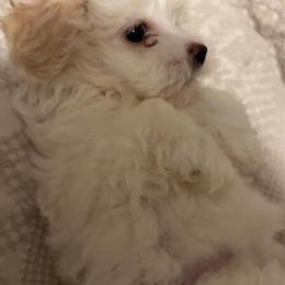 Maltipoo Puppies for Adoption in Sterling Heights, mi
