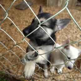 German Shepherd Puppy for Sale in Somerset, ky