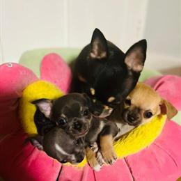 Chihuahua Puppies Seeking Loving Homes in Zanesville, oh