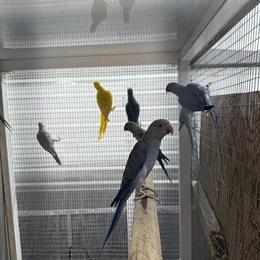 Indian Ringneck Birds in Various Colors in Cape Coral, fl