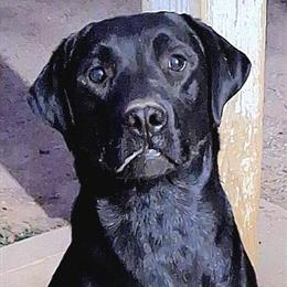 Black Male Labrador Retriever AKC - 1 Year Old in Columbus, oh