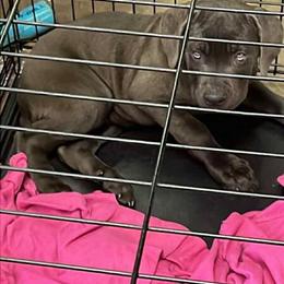 Female Cane Corso Puppy Available with Registration in Chicago, il