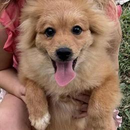 Red Male Pomeranian for Adoption in Edmonton, ky