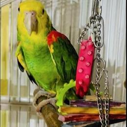 Double Yellow Head Amazon Pair for Sale in Cape Coral, fl