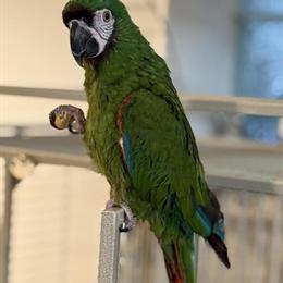 Severe Macaw with Large Cage for Rehoming in Melrose Park, il