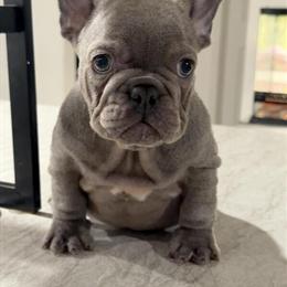 French Bulldog Puppies Ready for Their New Families in Port Saint Lucie, fl
