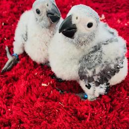 African Grey Congo for Sale in Cape Coral, fl