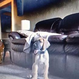 Great Dane Stud Service - CKC Registered Fawn Male in Adrian, mi