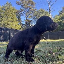 Female Boykin Spaniel Puppies for Adoption in Savannah, ga