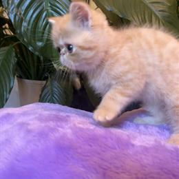 Exotic Shorthair Kittens Available This Winter and Spring in Atlanta, ga