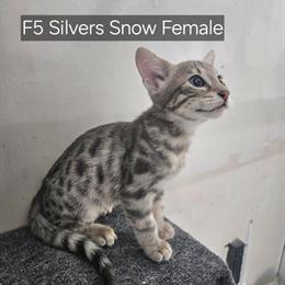 Savannah Kittens Available for Rehoming in San Francisco, ca