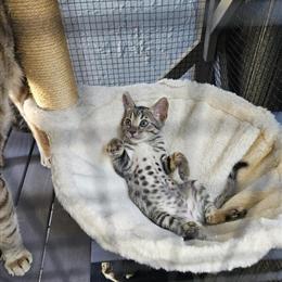 Savannah Kittens Available for Rehoming in San Francisco, ca