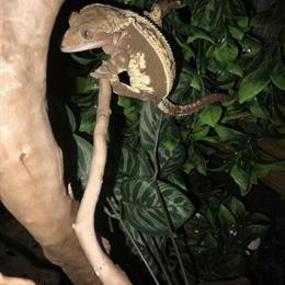 Crested Geckos for Rehoming in Marion, oh