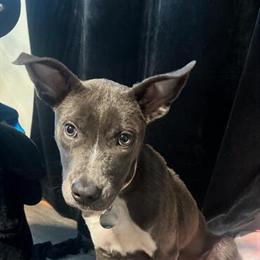 Pitbull Husky Bambi for Adoption in Tampa, fl
