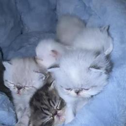 Exotic Shorthair Kittens Ready for Mother's Day in Atlanta, ga