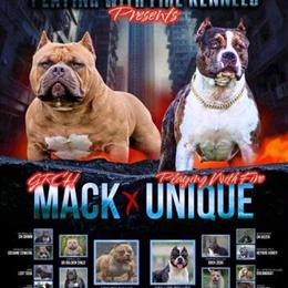 ABKC Registered American Bully Puppies Available in Elizabethtown, ky