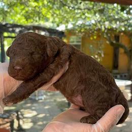 Standard Chocolate Labradoodle Puppies Available in Rome, ga