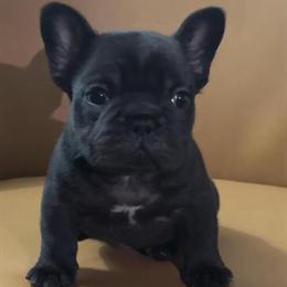French Bulldog Boys Puppies Available in Raleigh, nc