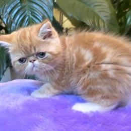 Exotic Shorthair Kittens Ready for New Homes in Atlanta, ga