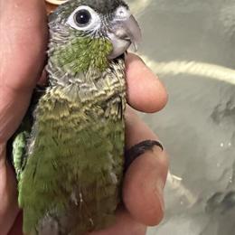 Conures for Sale - Beautiful Baby Birds in West Bloomfield, mi