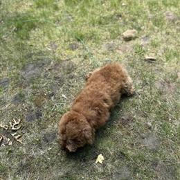 Red Mini Poodle for Sale in Houghton Lake, mi