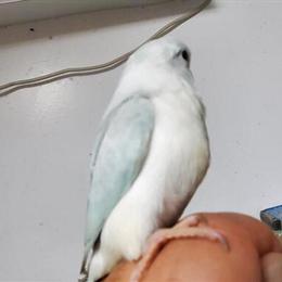 Pacific Parrotlet Baby for Sale in Fontana, ca