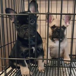 Stud Service for Serious Jones - $1000 in Summerville, sc