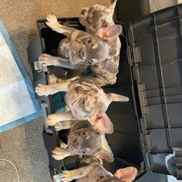 Stud Service for SeriousJones - $1000 Fee in Summerville, sc