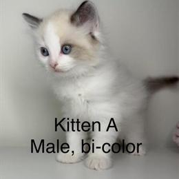 Ragdoll Kittens for Adoption - 2 Females and 1 Male Available in Indianapolis, in