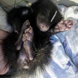 Skunk Kits Available for Deposit for Spring 2024 in Danville, in